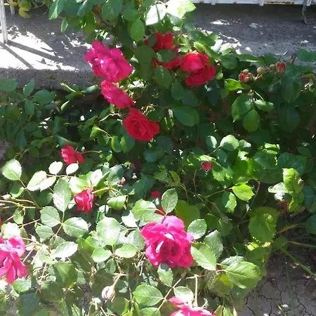 فيلة Pitanehouse *